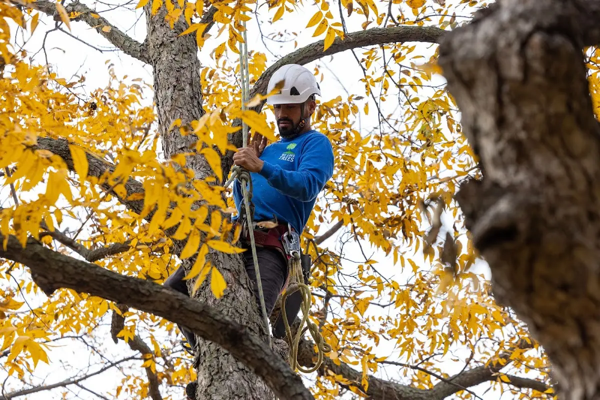 Skilled Tree Planting crew working in Totowa