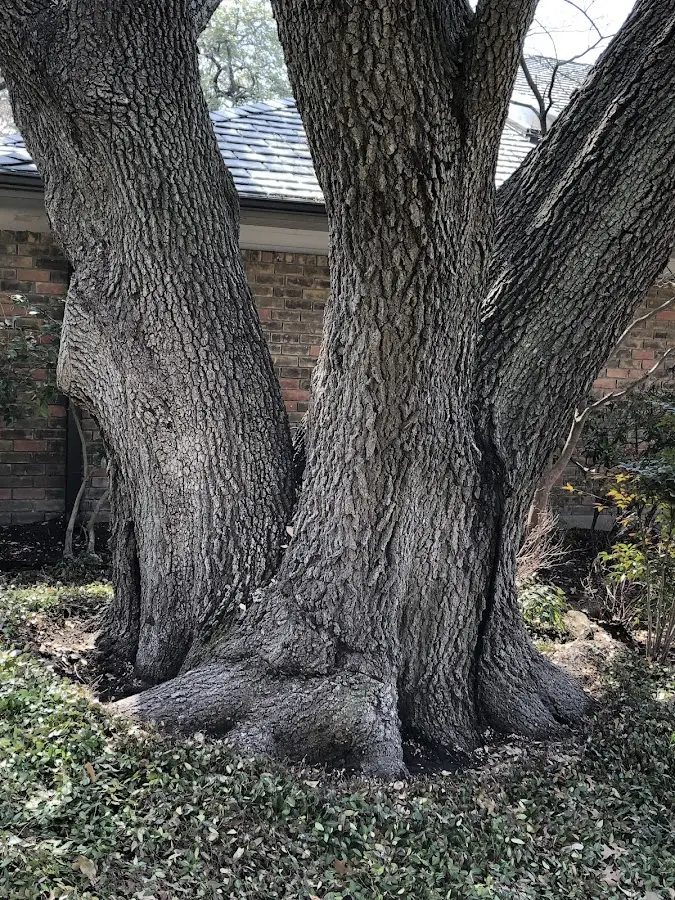 Mature heritage tree close to a Totowa property cared for by certified arborists